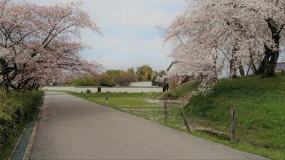 愛宕山古墳の桜 愛宕山古墳の桜